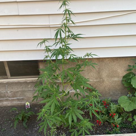 Dream Queen growlog timeline photo