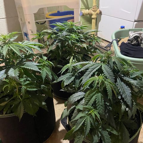 Dream Queen growlog timeline photo