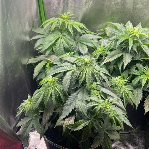 Dream Queen growlog timeline photo
