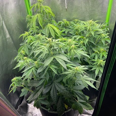 Dream Queen growlog timeline photo