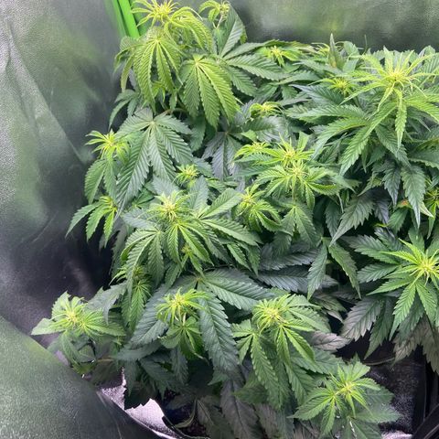 Dream Queen growlog timeline photo