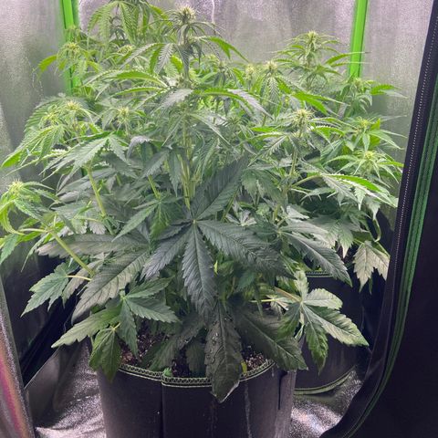 Dream Queen growlog timeline photo