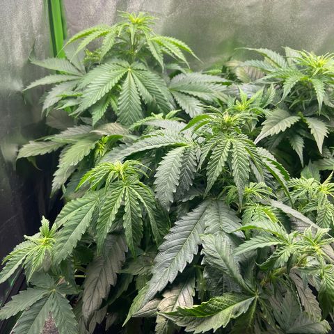 Dream Queen growlog timeline photo