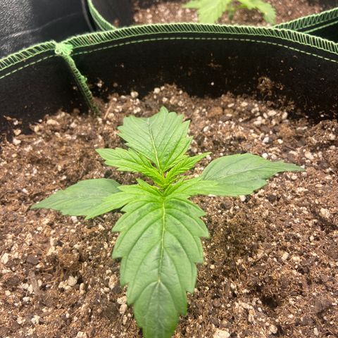 Dream Queen growlog timeline photo