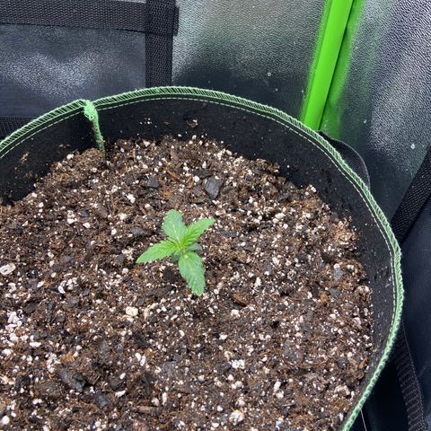 Dream Queen growlog timeline photo