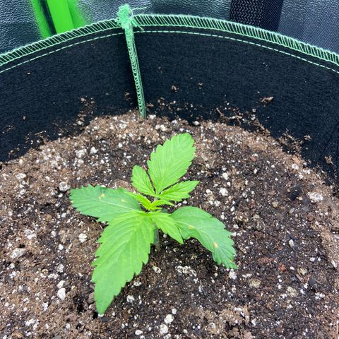 Dream Queen growlog timeline photo