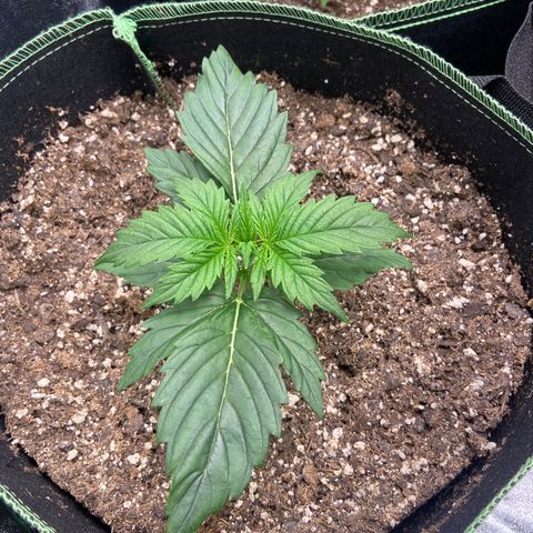 Dream Queen growlog timeline photo