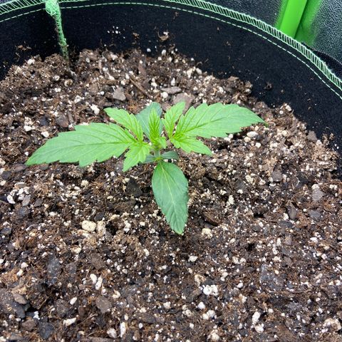 Dream Queen growlog timeline photo