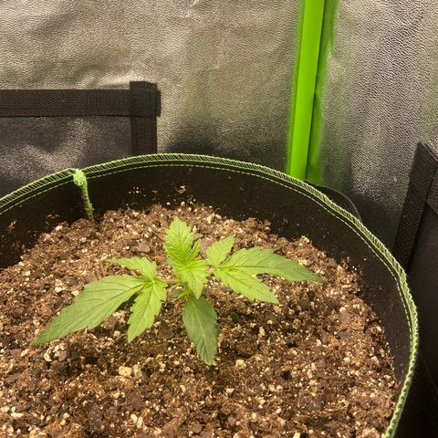 Dream Queen growlog timeline photo
