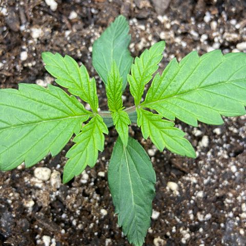 Dream Queen growlog timeline photo