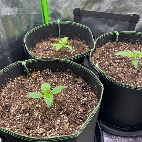 Dream Queen growlog timeline photo