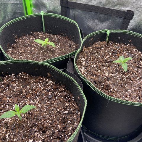 Dream Queen growlog timeline photo