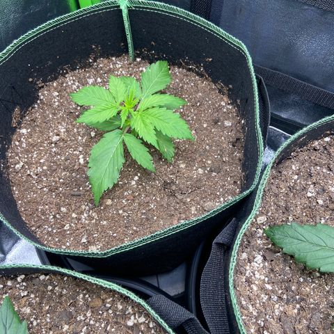 Dream Queen growlog timeline photo