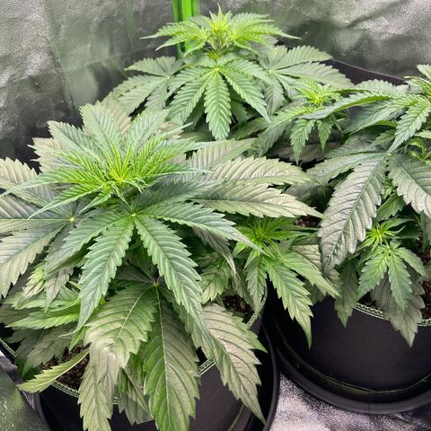 Dream Queen growlog timeline photo