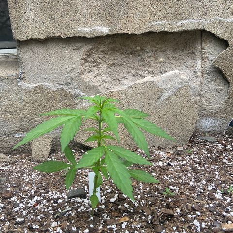 Dream Queen growlog timeline photo