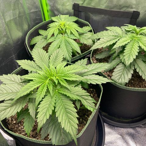 Dream Queen growlog timeline photo