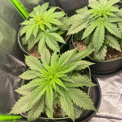Dream Queen growlog timeline photo