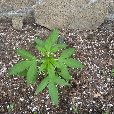 Dream Queen growlog timeline photo
