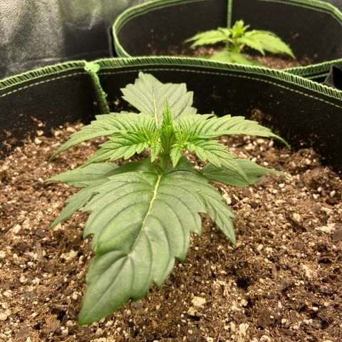 Dream Queen growlog timeline photo