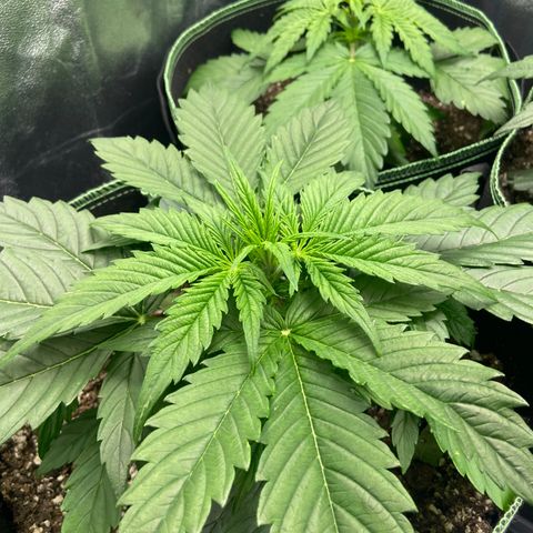 Dream Queen growlog timeline photo