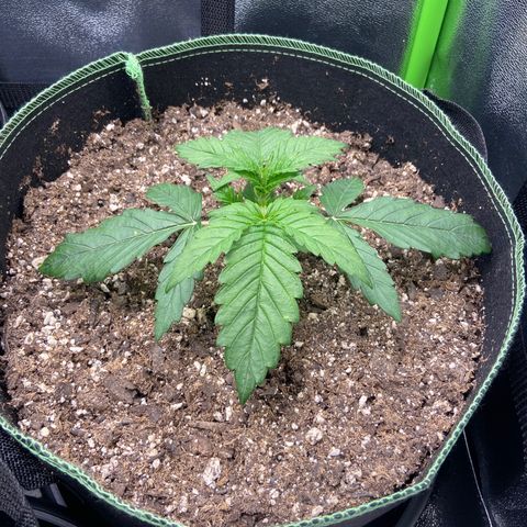 Dream Queen growlog timeline photo