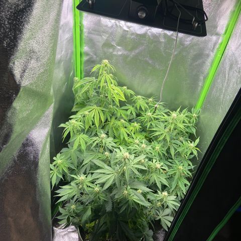 Dream Queen growlog timeline photo