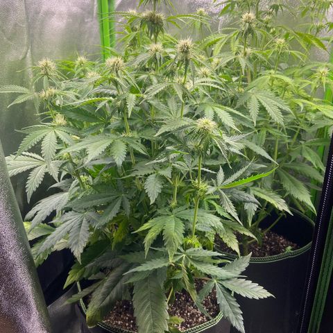 Dream Queen growlog timeline photo