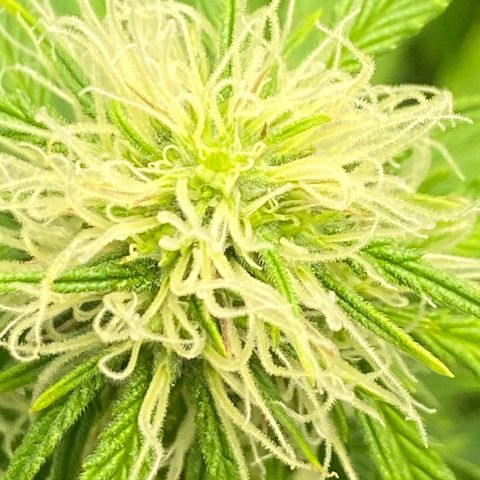 Dream Queen growlog timeline photo