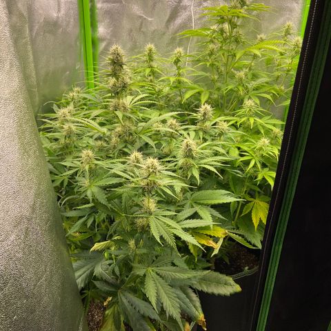 Dream Queen growlog timeline photo