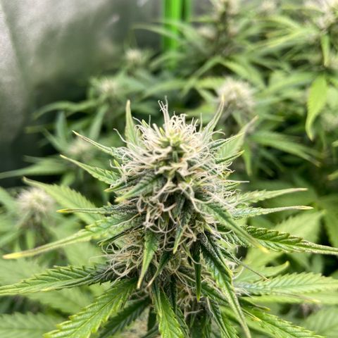 Dream Queen growlog timeline photo