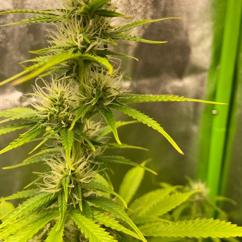 Dream Queen growlog timeline photo
