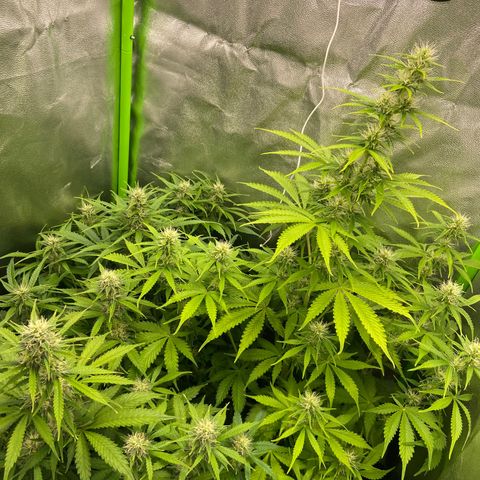 Dream Queen growlog timeline photo