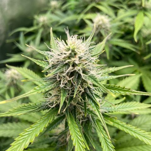 Dream Queen growlog timeline photo
