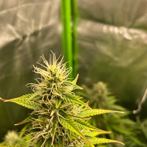 Dream Queen growlog timeline photo
