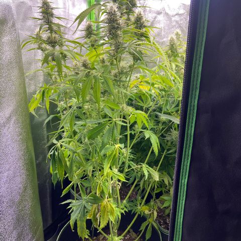 Dream Queen growlog timeline photo