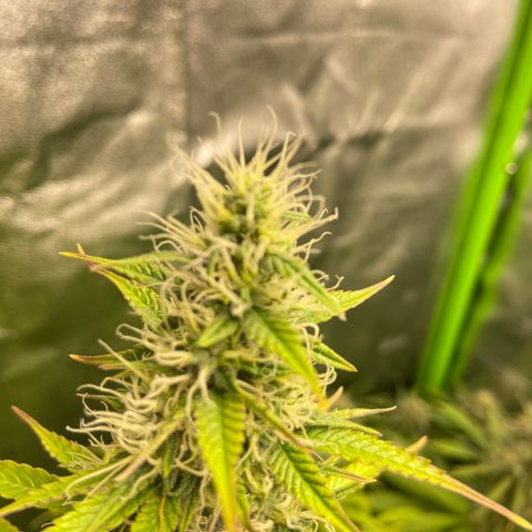 Dream Queen growlog timeline photo