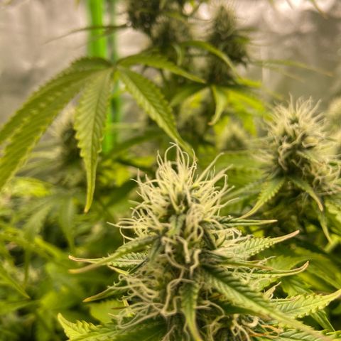 Dream Queen growlog timeline photo