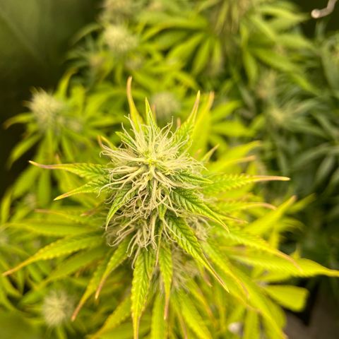 Dream Queen growlog timeline photo
