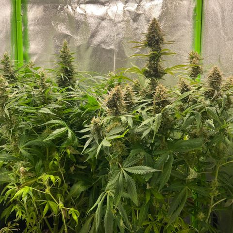 Dream Queen growlog timeline photo