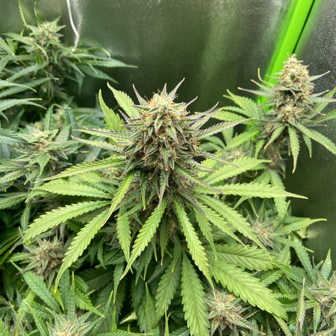 Dream Queen growlog timeline photo