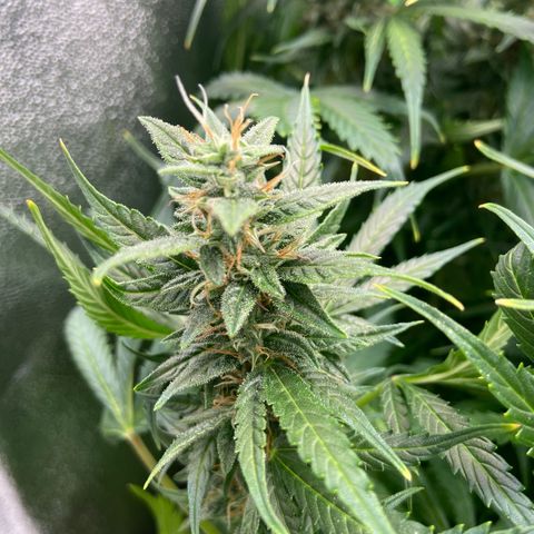 Dream Queen growlog timeline photo
