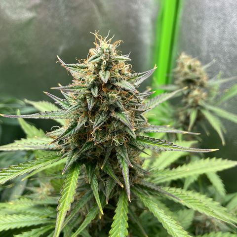 Dream Queen growlog timeline photo
