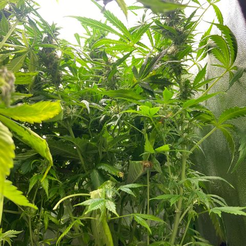 Dream Queen growlog timeline photo