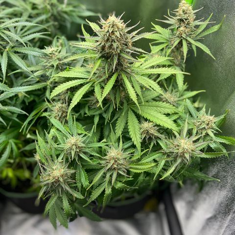 Dream Queen growlog timeline photo