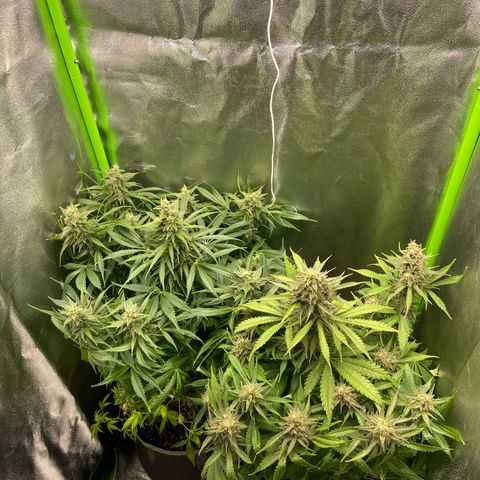 Dream Queen growlog timeline photo