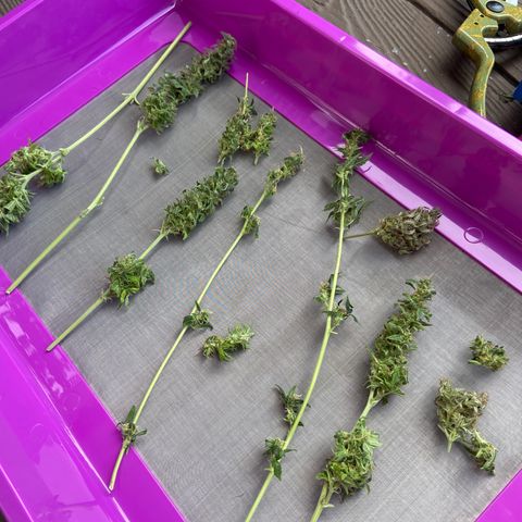 Dream Queen growlog timeline photo