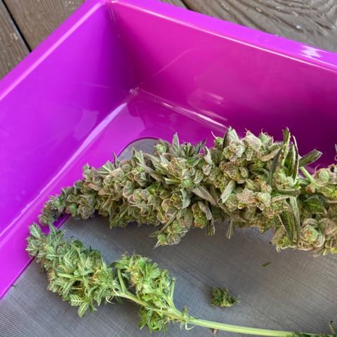 Dream Queen growlog timeline photo