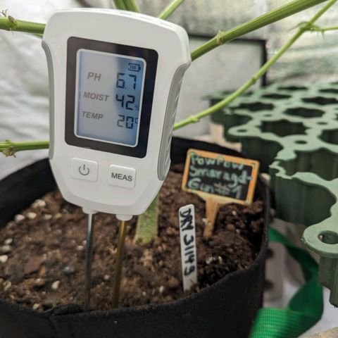 PowPow Smaragdgun Nr.1 growlog timeline photo