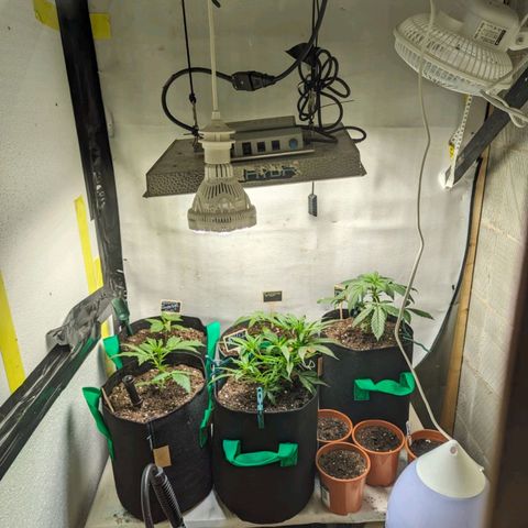 PowPow Smaragdgun Nr.1 growlog timeline photo