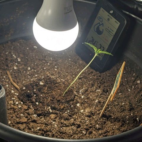 PowPow Smaragdgun Nr.1 growlog timeline photo